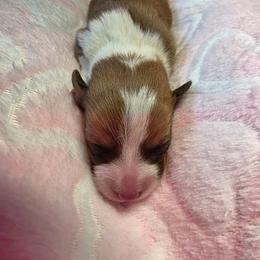 Girl 3 - Red female Pembroke Welsh Corgi puppy in Middleburg, Florida from Mulkeys Little Corgis