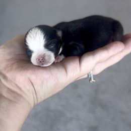 Tux - Black and white male Chihuahua puppy in Liberty Hill, Texas from Cuddlebug Cavapoos of Austin