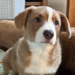 Boy 1 - White and red male Pembroke Welsh Corgi puppy in Montgomery County, Tennessee from Anita’s little Corgi Haven