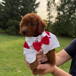 Anderson - Red  male Goldendoodle puppy in Germantown, Maryland from Honey Blossom Doodles