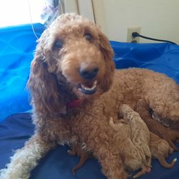 Bella - Goldendoodle