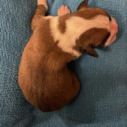 Luke Combs - Fawn male Boxer puppy in Willard, North Carolina from Boone’s Boxers of North Carolina