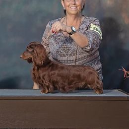 Oakley - Dachshund