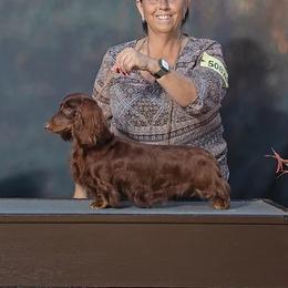Oakley - Dachshund