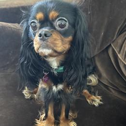 Dreamy - Cavalier King Charles Spaniel