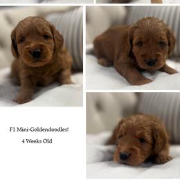 Girl 4 Selection - Red  female Goldendoodle puppy in Pleasant Hill, Iowa from Harvest Creek