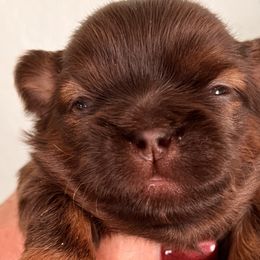 Boy 1 - Liver Shih Tzu puppy in Beatrice, Nebraska from I Shih Tzu Not Puppies
