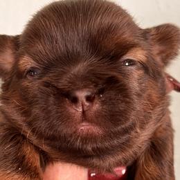 Boy 1 - Liver Shih Tzu puppy in Beatrice, Nebraska from I Shih Tzu Not Puppies