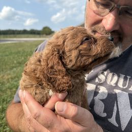 Jr. - Red male Cavapoo puppy in Osseo, Michigan from Smiths Fluffy butts