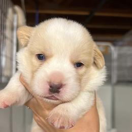 Stanley - Red and white male Cardigan Welsh Corgi puppy in Pilot, Virginia from Castle KC  (Katie's Corgis)  - VKM Farmstead