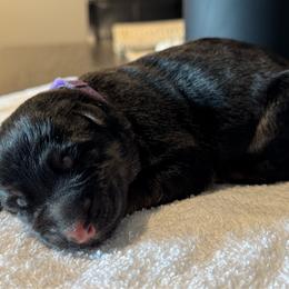 Purple - Black and red female German Shepherd puppy in Pace, Florida from Von Scheihing German Shepherds