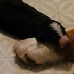 Bernese Mountain Dog Puppies from Pasch’s Beautiful Bernese