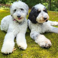 Double Doodle Puppies from Breedlove Mtn Doodles