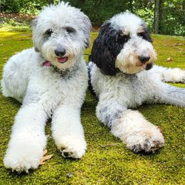 Double Doodle Puppies from Breedlove Mtn Doodles