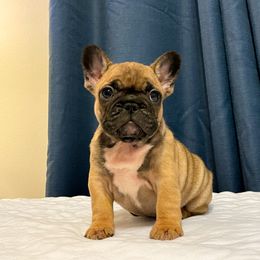 French Bulldog Puppies from Von Bales French Bulldogs