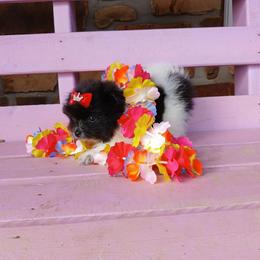 Mulan - Black parti female Pomeranian puppy in Ada, Oklahoma from Once Upon A Fluff