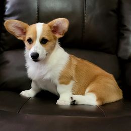 Girl 1 - Red Pembroke Welsh Corgi puppy in Waynesboro, Tennessee from Cole's Corgi Compound