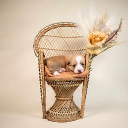 American Corgi and Pembroke Welsh Corgi Puppies from Constellation Corgi