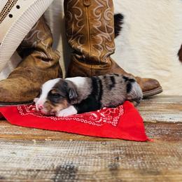 'Svenja' - Blue merle female Australian Shepherd puppy in Durand, Wisconsin from Larson’s Legacy Aussome Aussie Kennels