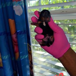 Boy3 - Black and tan male Yorkshire Terrier puppy in Virginia Beach, Virginia from KINGZ KENNEL