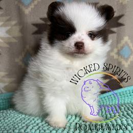 AKC JOKER 1800 - Chocolate parti male Pomeranian puppy in Watkins Glen, New York from Wicked Spirits Pomeranians