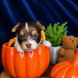 Freddie - Tan and white male Yorkshire Terrier puppy in Jacksonville, Florida from Yorktown Yorkies