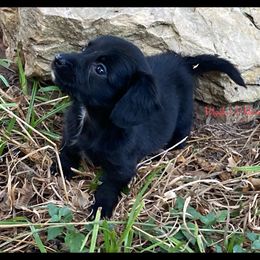 Dachshund and Pug Puppies from Wiggle'n V Ranch