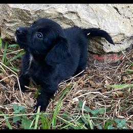 Dachshund and Pug Puppies from Wiggle'n V Ranch