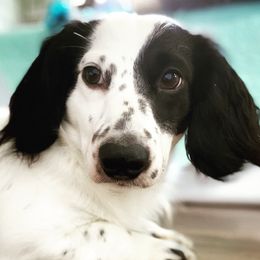 Grits - Dachshund