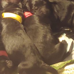 Giant Schnauzer Puppies from Giant Strides Giants