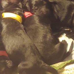Giant Schnauzer Puppies from Giant Strides Giants