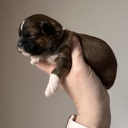 Pink Female - Brown female Shihpoo puppy in Asheboro, North Carolina from Southern Bred Pups