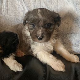 Teddy - Tri-color male Cavapoo puppy in Salt Lake City, Utah from Premier Paws