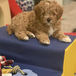 Cavalier King Charles Spaniel and Cavapoo Puppies from KC’s Cavs& Creams