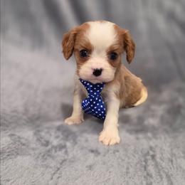 Hudson - Blenheim male Cavalier King Charles Spaniel puppy in Romeoville, Illinois from KonopkaKennelsLLC