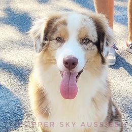 Trinket - Australian Shepherd