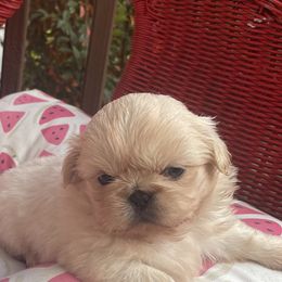 Pekingese, Poodles, and Shih Tzus from Happy puppies