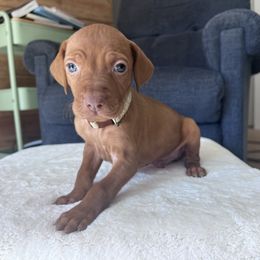 Pilgrim-Tan Collar - Golden rust male Vizsla puppy in Dugspur, Virginia from Pilgrims Trails Shorthairs