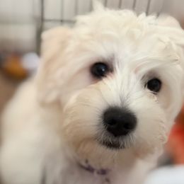 Lambo (short for Lamborghini) - White Coton de Tulear puppy in Glenview, Illinois from Welbright the Coton