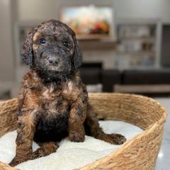 Purple Collar - Black and tan female Irish Doodle puppy in Indiahoma, Oklahoma from Farm Fresh Doodles