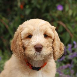 White - Caramel female Australian Labradoodle puppy in Williamstown, New York from Lewis Manor Labradoodles