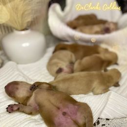 Golden Retriever Puppies from DeClercks Goldens
