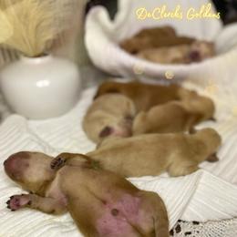 Golden Retriever Puppies from DeClercks Goldens