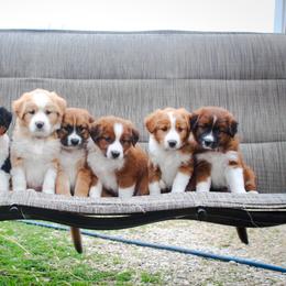 English Shepherd Puppies from Town & Country English Shepherds