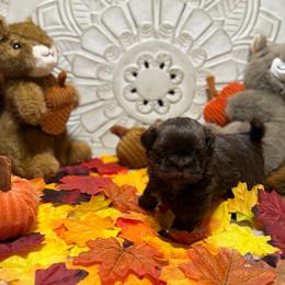 Hershey - Chocolate male Shih Tzu puppy in Sherman, Texas from Shannon’s Sugar Sweet Shih Tzu’s