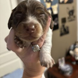 Boy 2 - Piebald male Dachshund puppy in Dobson, North Carolina from Oakleys Dachshund Haven