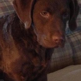 Chesapeake Bay Retrievers from Mountainside Chesapeakes