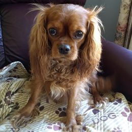 Cavalier King Charles Spaniels from Royal Garden Cavaliers