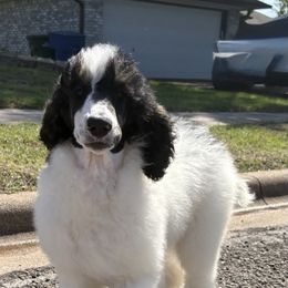 Boy 1 - Parti Poodle puppy in Copperas Cove, Texas from Poodles of Valor