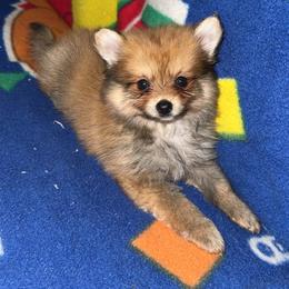Sanji - Orange sable male Pomeranian puppy in Fort Worth, Texas from Alo's Pom's